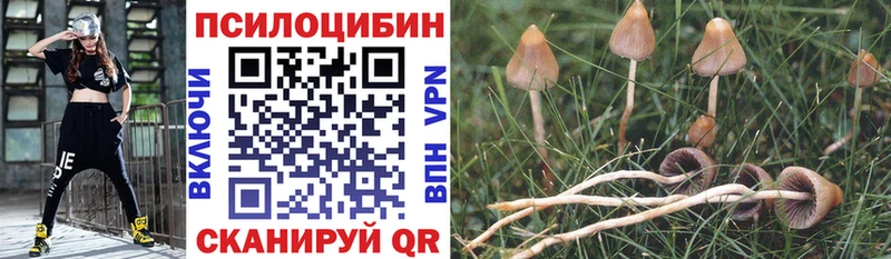 Галлюциногенные грибы Psilocybe Райчихинск